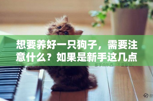 想要養好一只狗子，需要注意什么？如果是新手這幾點要特別注意 