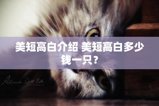 美短高白介紹 美短高白多少錢一只？