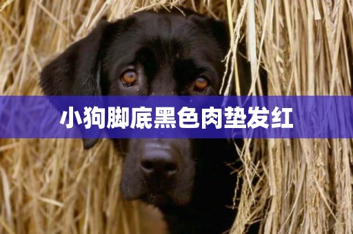 小狗腳底黑色肉墊發紅