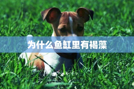 為什么魚缸里有褐藻