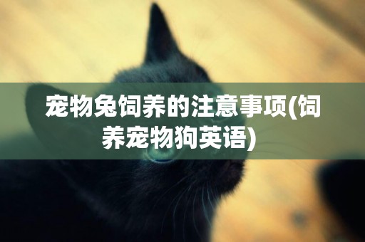 寵物兔飼養的注意事項(飼養寵物狗英語) 