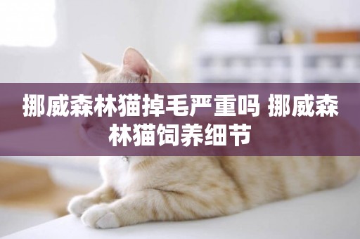 挪威森林貓掉毛嚴重嗎 挪威森林貓飼養細節