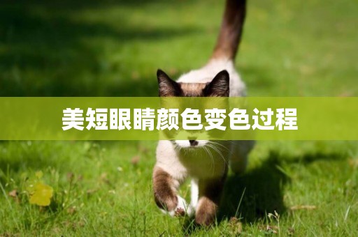 美短眼睛顏色變色過程