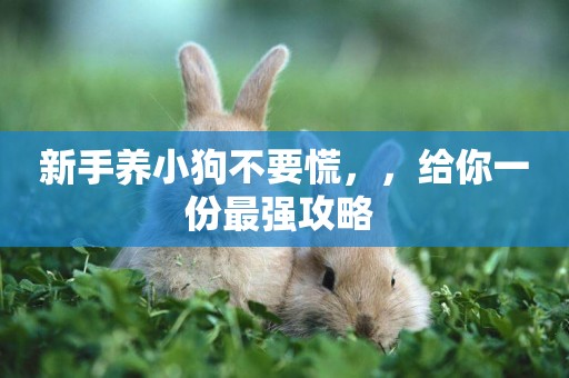 新手養小狗不要慌，，給你一份最強攻略 