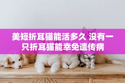 美短折耳貓能活多久 沒有一只折耳貓能幸免遺傳病