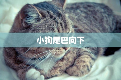 小狗尾巴向下