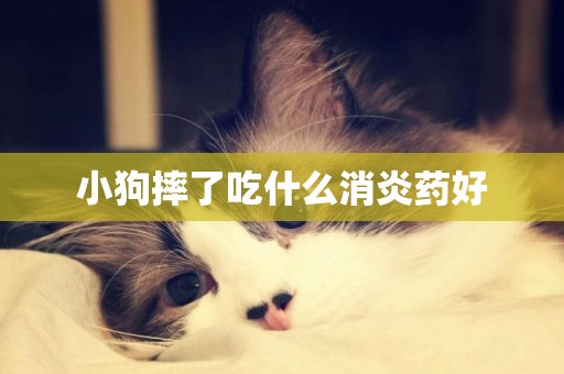 小狗摔了吃什么消炎藥好