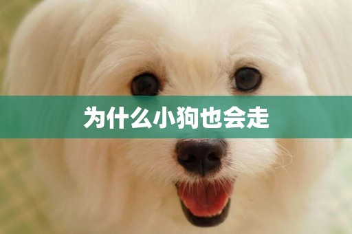 為什么小狗也會走