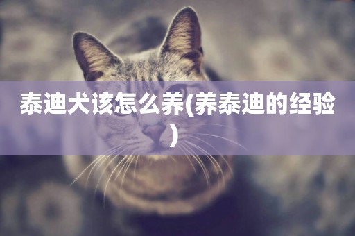 泰迪犬該怎么養(養泰迪的經驗) 