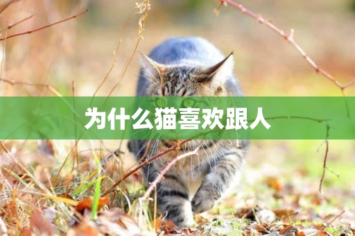 為什么貓喜歡跟人