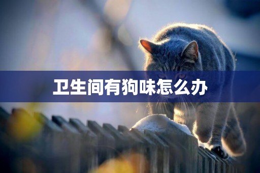 衛生間有狗味怎么辦