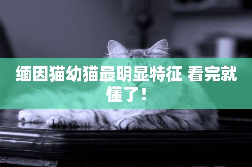 緬因貓幼貓最明顯特征 看完就懂了！