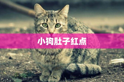 小狗肚子紅點