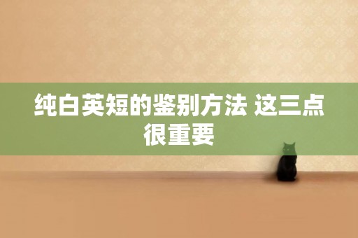 純白英短的鑒別方法 這三點很重要
