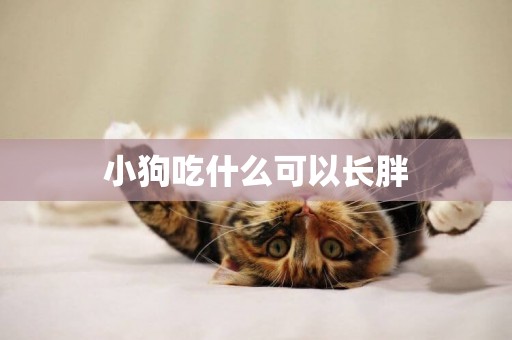小狗吃什么可以長胖