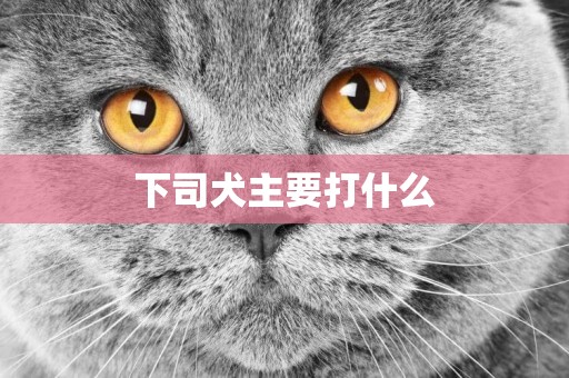 下司犬主要打什么