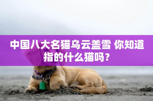 中國八大名貓烏云蓋雪 你知道指的什么貓嗎？