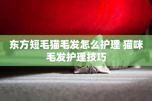 東方短毛貓毛發怎么護理 貓咪毛發護理技巧