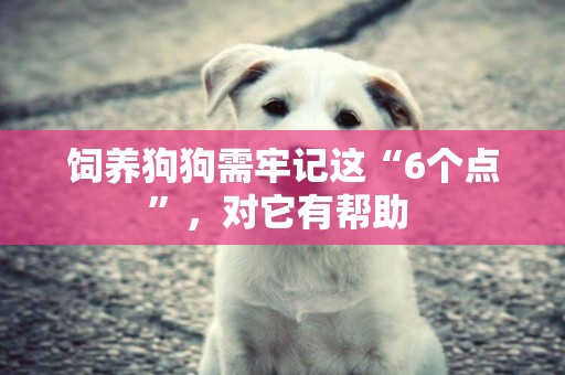 飼養狗狗需牢記這“6個點”，對它有幫助 