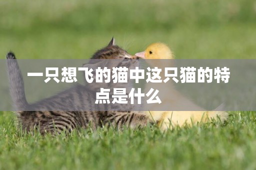 一只想飛的貓中這只貓的特點是什么