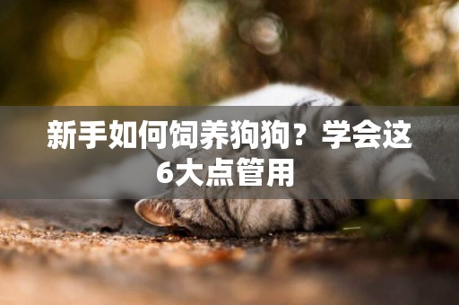 新手如何飼養狗狗？學會這6大點管用 