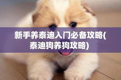 新手養泰迪入門必備攻略(泰迪狗養狗攻略) 