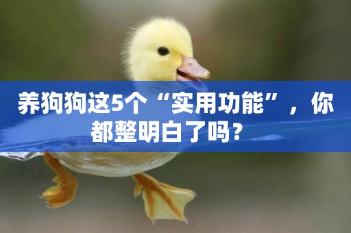 養狗狗這5個“實用功能”，你都整明白了嗎？ 