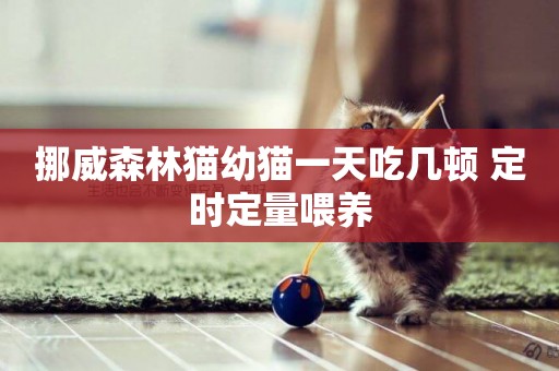 挪威森林貓幼貓一天吃幾頓 定時定量喂養
