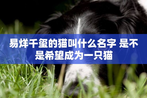 易烊千璽的貓叫什么名字 是不是希望成為一只貓