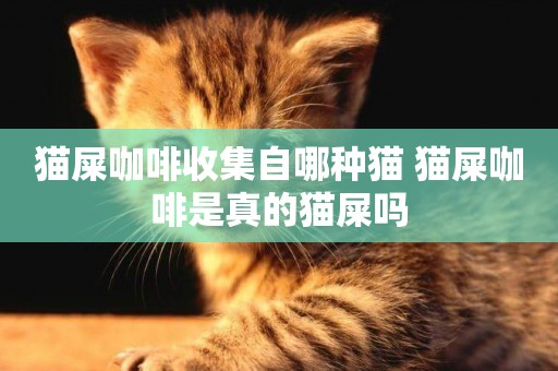 貓屎咖啡收集自哪種貓 貓屎咖啡是真的貓屎嗎
