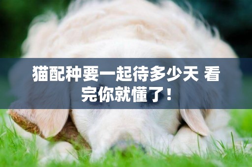 貓配種要一起待多少天 看完你就懂了！