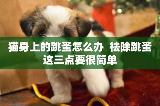 貓身上的跳蚤怎么辦  祛除跳蚤這三點要很簡單