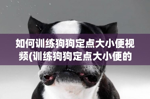 如何訓練狗狗定點大小便視頻(訓練狗狗定點大小便的方法) 