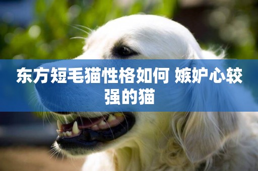 東方短毛貓性格如何 嫉妒心較強的貓