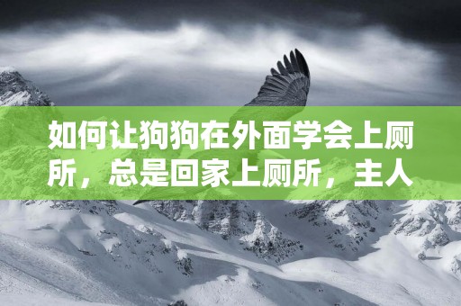 如何讓狗狗在外面學會上廁所，總是回家上廁所，主人很愁啊 