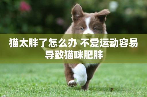貓太胖了怎么辦 不愛運動容易導致貓咪肥胖