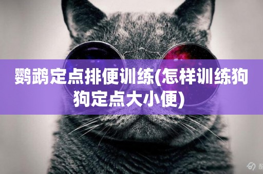 鸚鵡定點排便訓練(怎樣訓練狗狗定點大小便) 