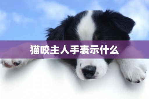 貓咬主人手表示什么