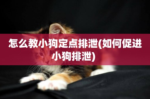 怎么教小狗定點排泄(如何促進小狗排泄) 