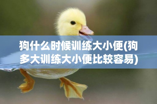 狗什么時候訓練大小便(狗多大訓練大小便比較容易) 