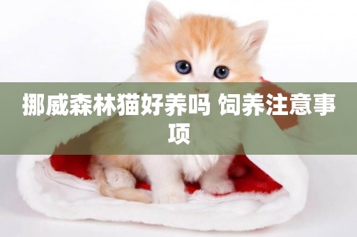 挪威森林貓好養嗎 飼養注意事項