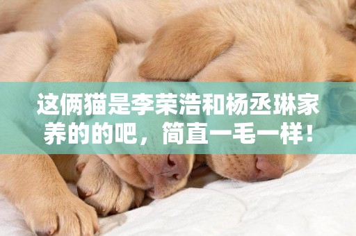 這倆貓是李榮浩和楊丞琳家養的的吧，簡直一毛一樣！