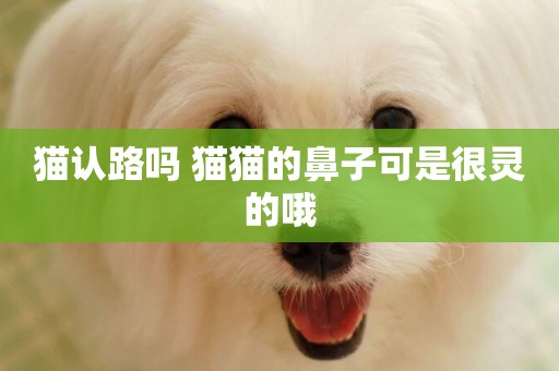 貓認路嗎 貓貓的鼻子可是很靈的哦