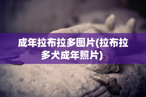 成年拉布拉多圖片(拉布拉多犬成年照片) 