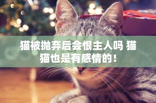 貓被拋棄后會恨主人嗎 貓貓也是有感情的！