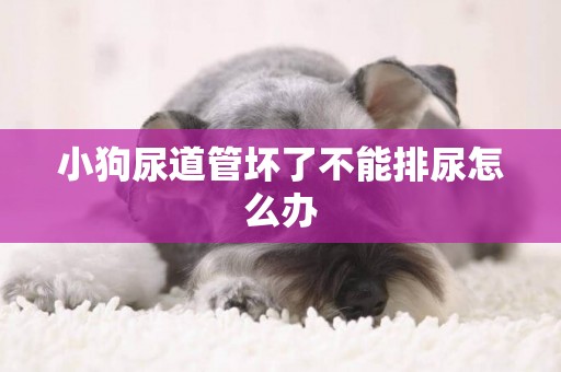 小狗尿道管壞了不能排尿怎么辦