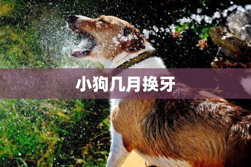 小狗幾月換牙
