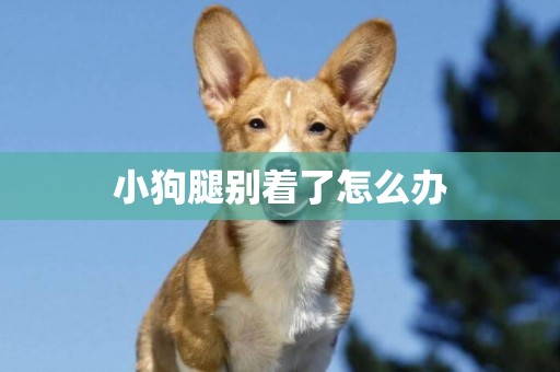 小狗腿別著了怎么辦