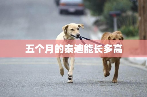 五個月的泰迪能長多高
