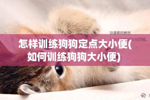 怎樣訓練狗狗定點大小便(如何訓練狗狗大小便) 